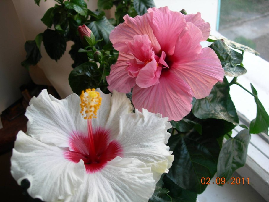 Гибискус сорт Lalique