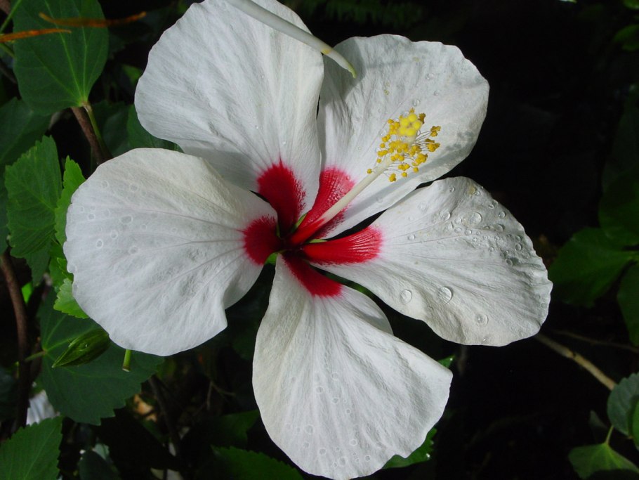 Гибискус голландский белый