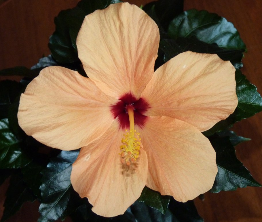 Гибискус персиковый