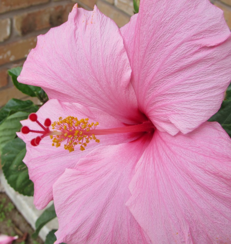 Гибискус NK Pink Cheeks