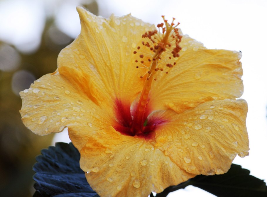 Гибискус Columbine Yellow