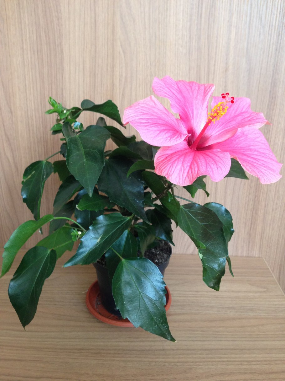 Гибискус Madeleine