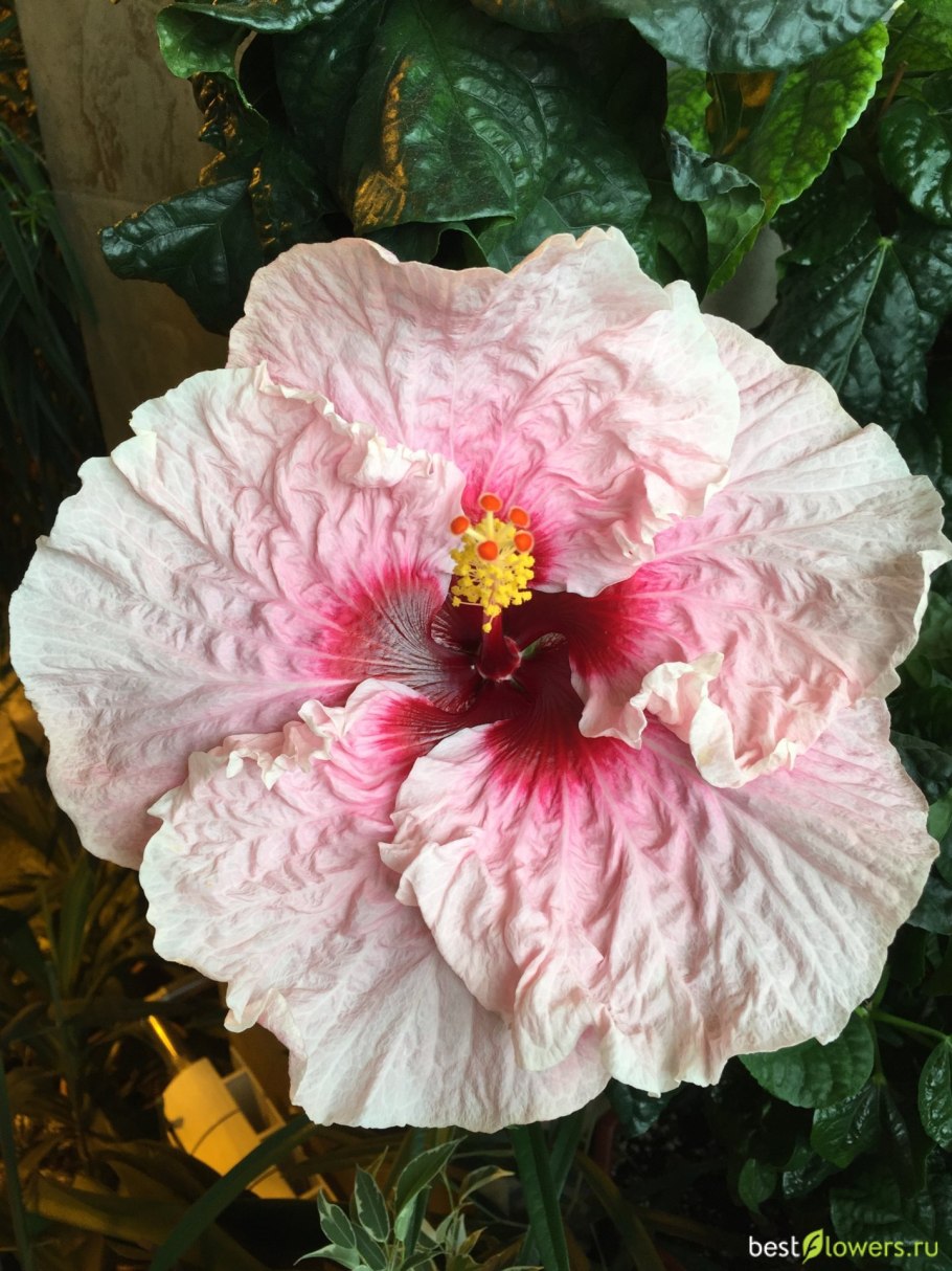 Гибискус креоль Бель