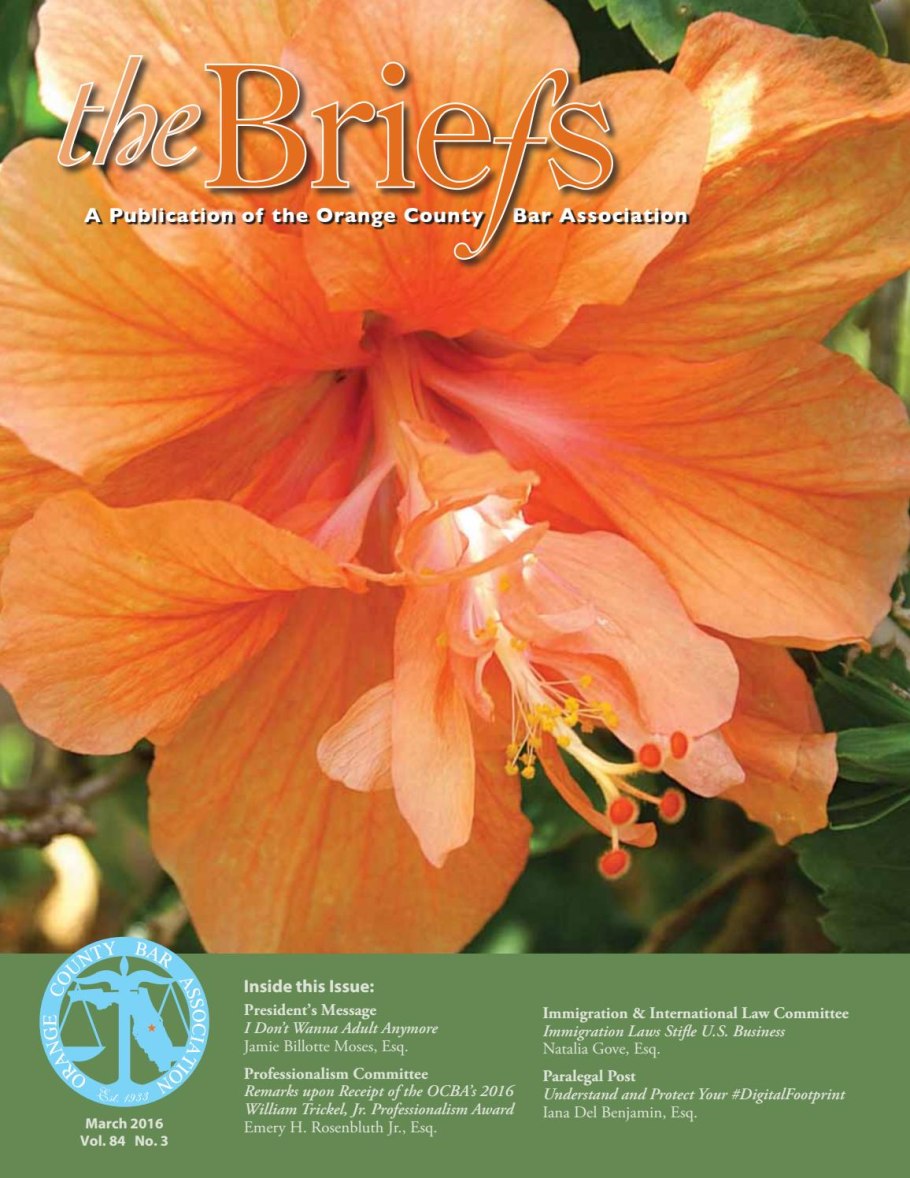 Гибискус Hibiscus Maroon Star