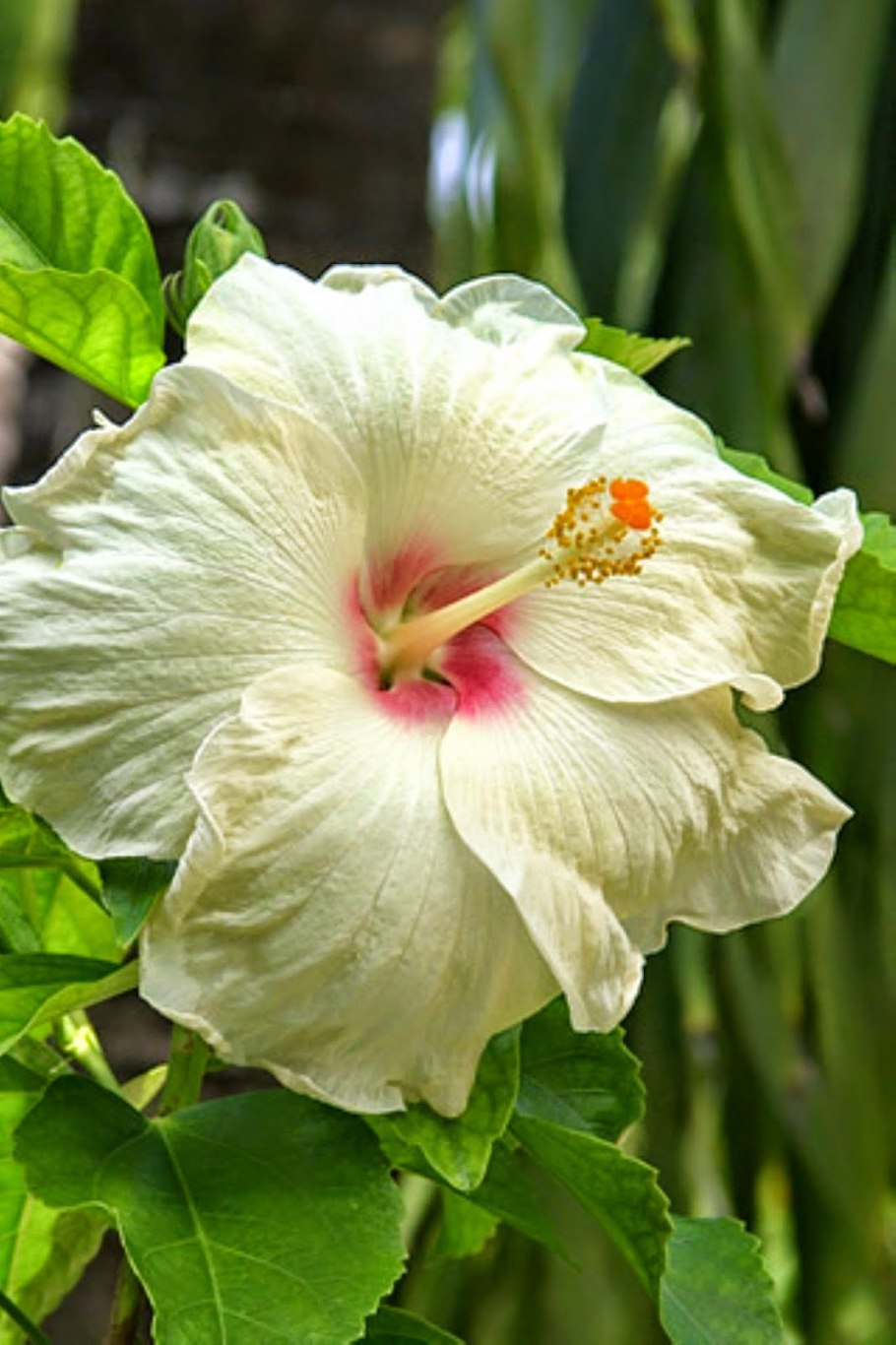Гибискус Альба