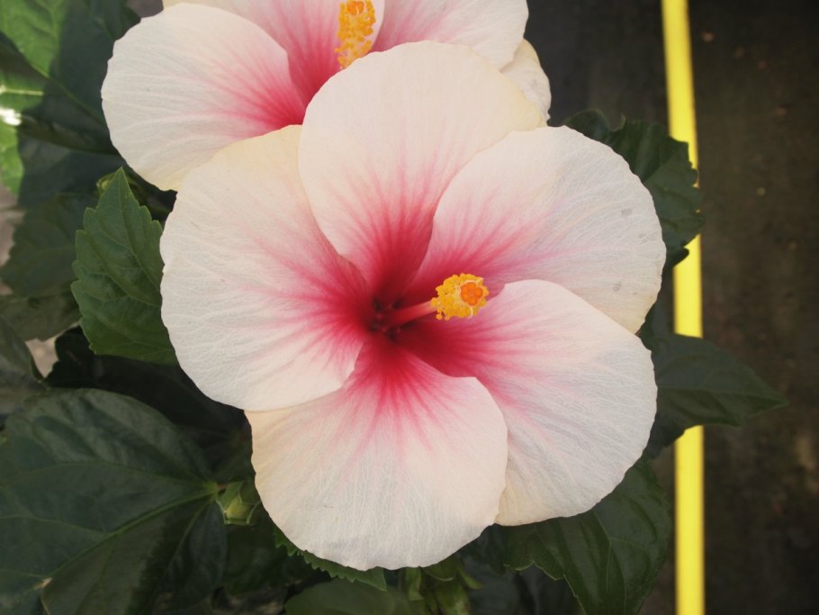 Гибискус гейша биколор