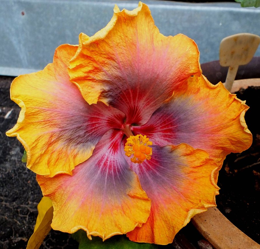 Гибискус Санни оранж