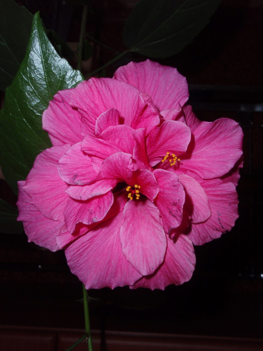 Гибискус Kyoto Yellow