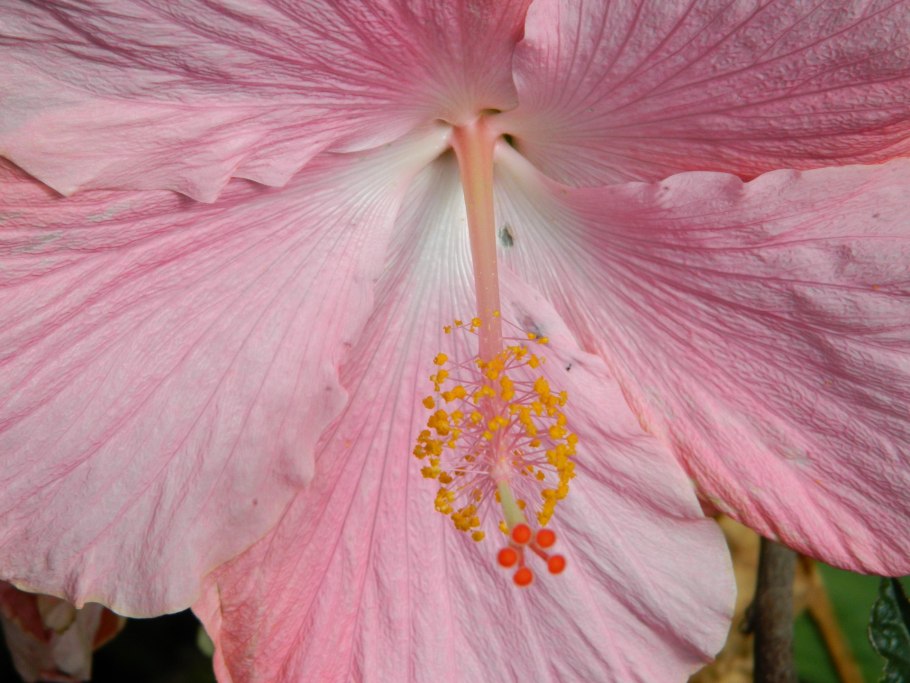 Hibiscus tiliaceus, гибискус Липовидный