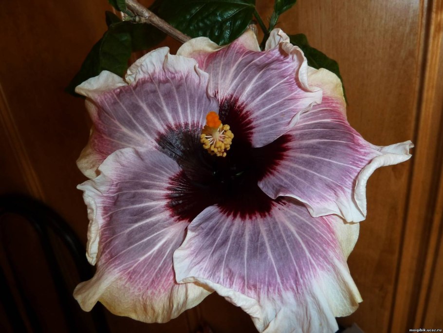 Гибискус Solar morning