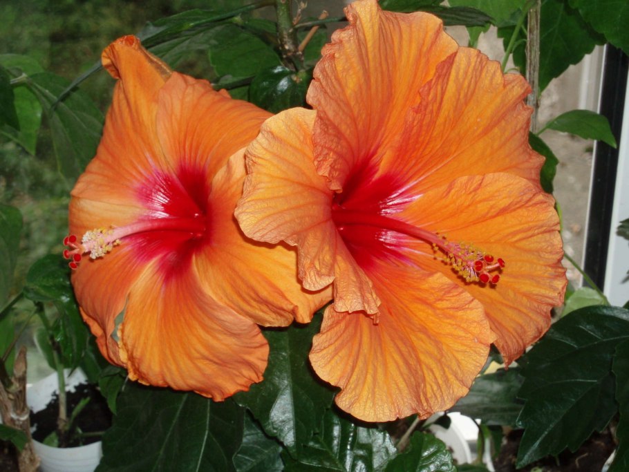 Гибискус желтый