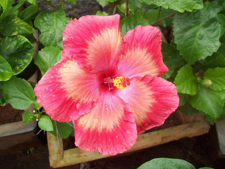 Taiwan Marilyn Monroe гибискус