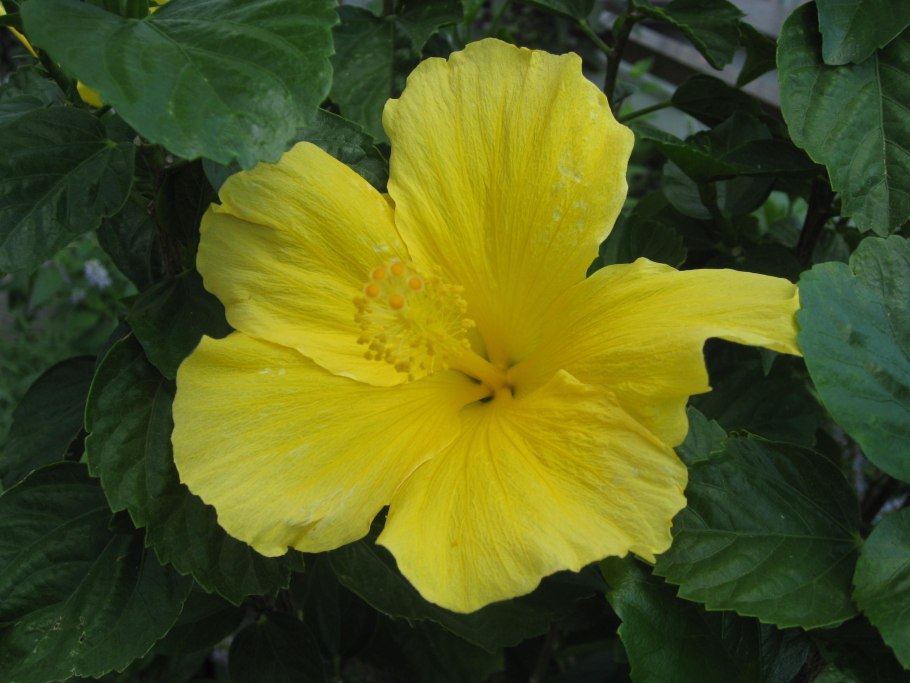 Гибискус Графф микс