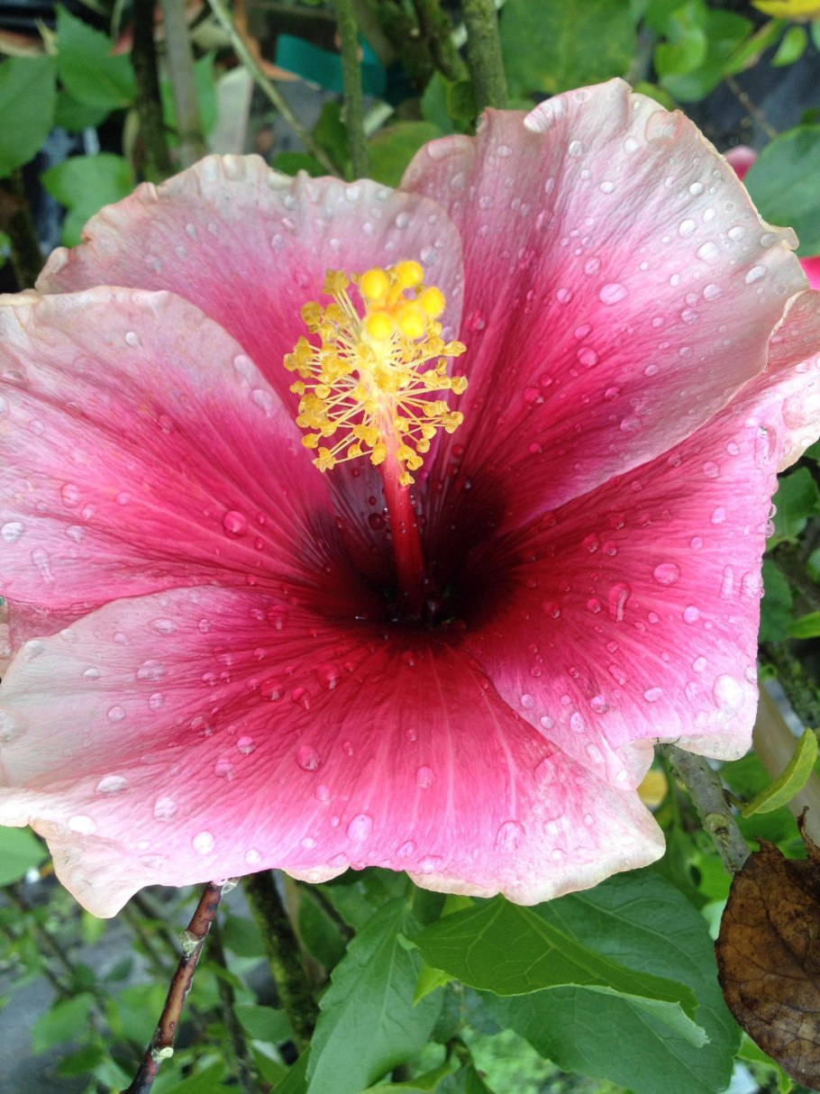 Гибискус Double Orange