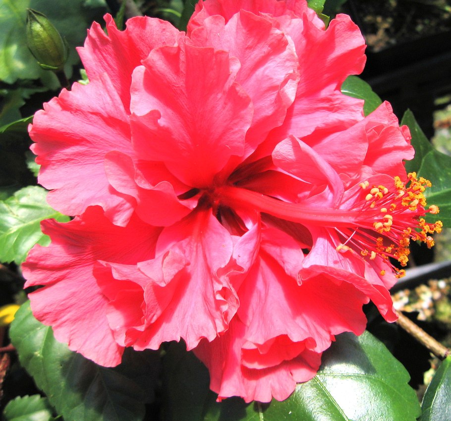 Гибискус Adonis Yellow