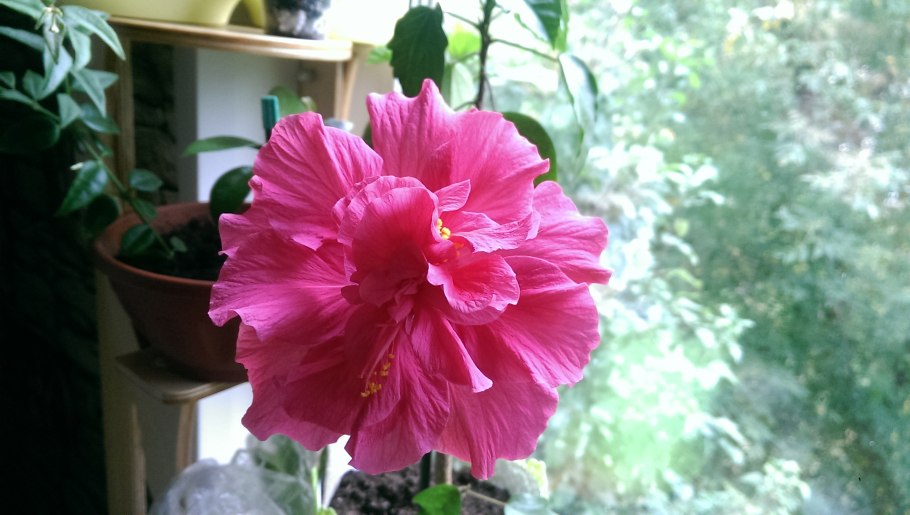 Гибискус Пинк шифон