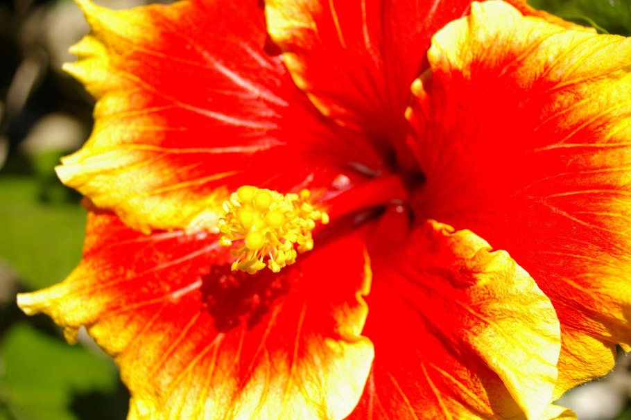 Гибискус косматоплодный