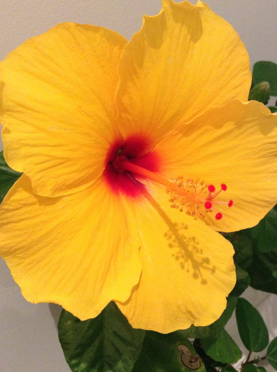 Гибискус Afterglow