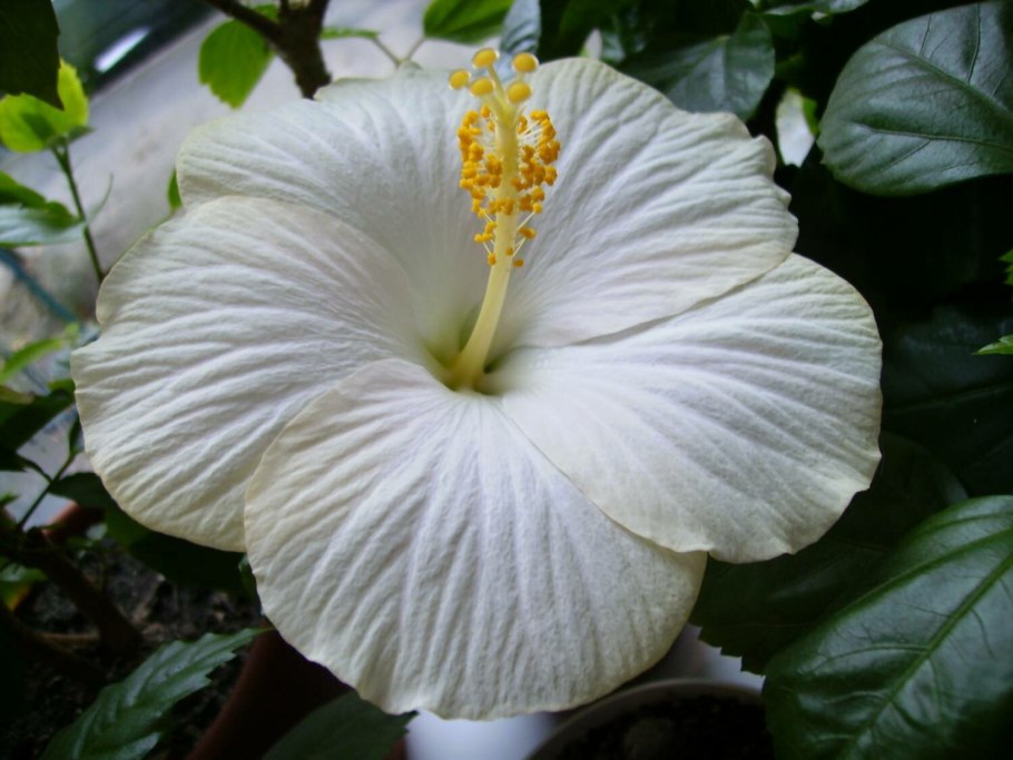 Гибискус Black Baron