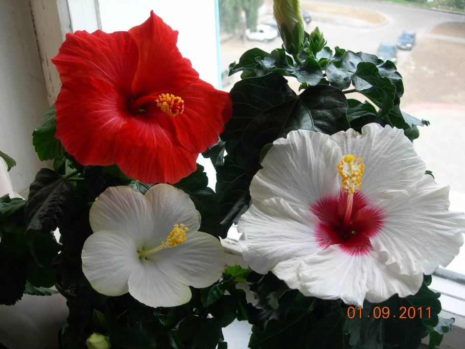 Гибискус сорт Lalique