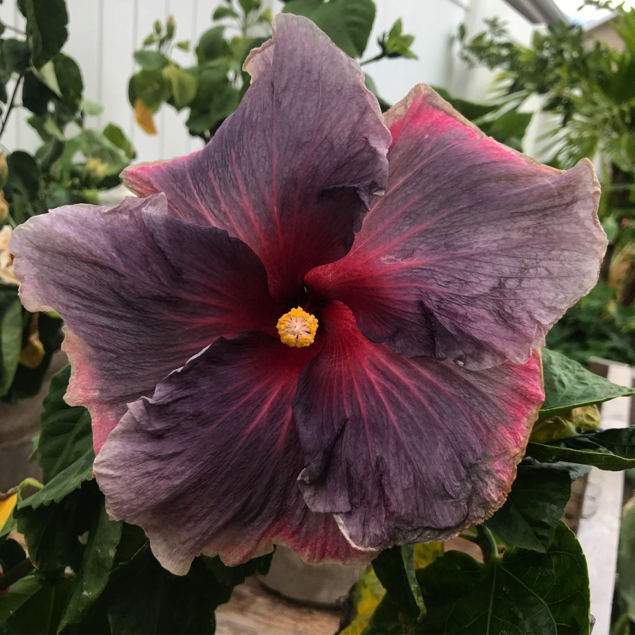 Гибискус Velvet Shine