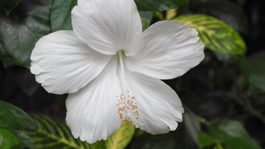 Гибискус Кениг махровый