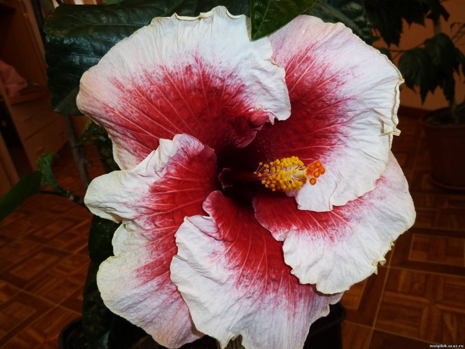 Гибискус Еллоу