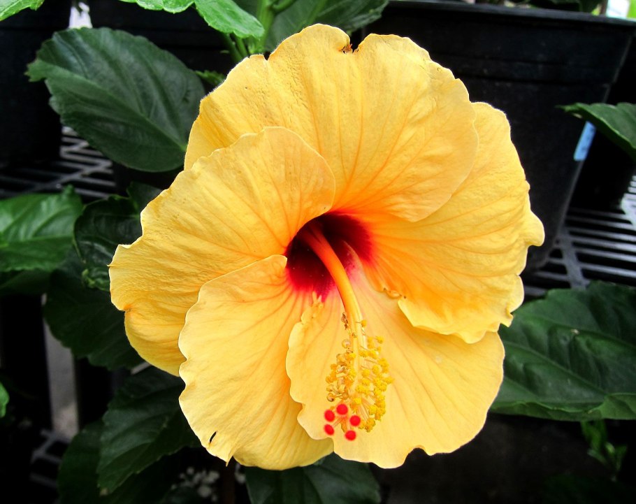 Фиребирд гибискус