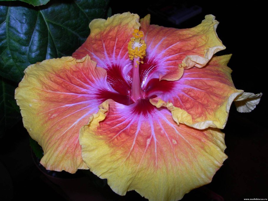 Гибискус Zaragoza