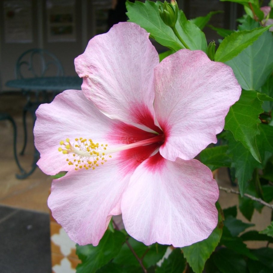 Гибискус Аполло