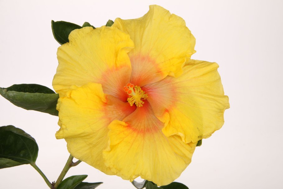 Гибискус Adonis Yellow