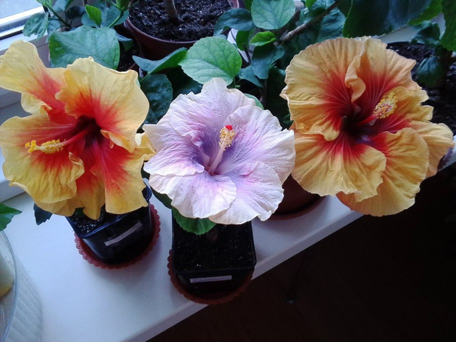 Гибискус Tivoli