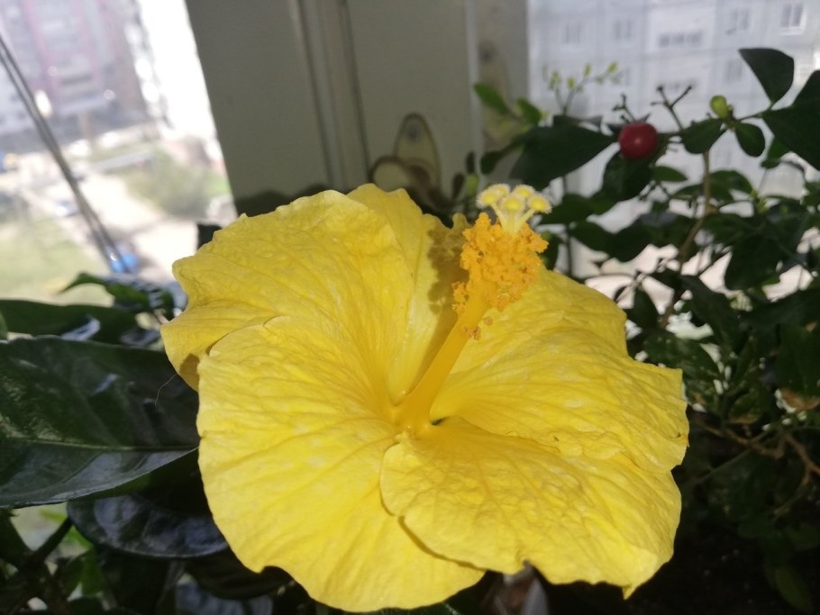 Гибискус полумахровый