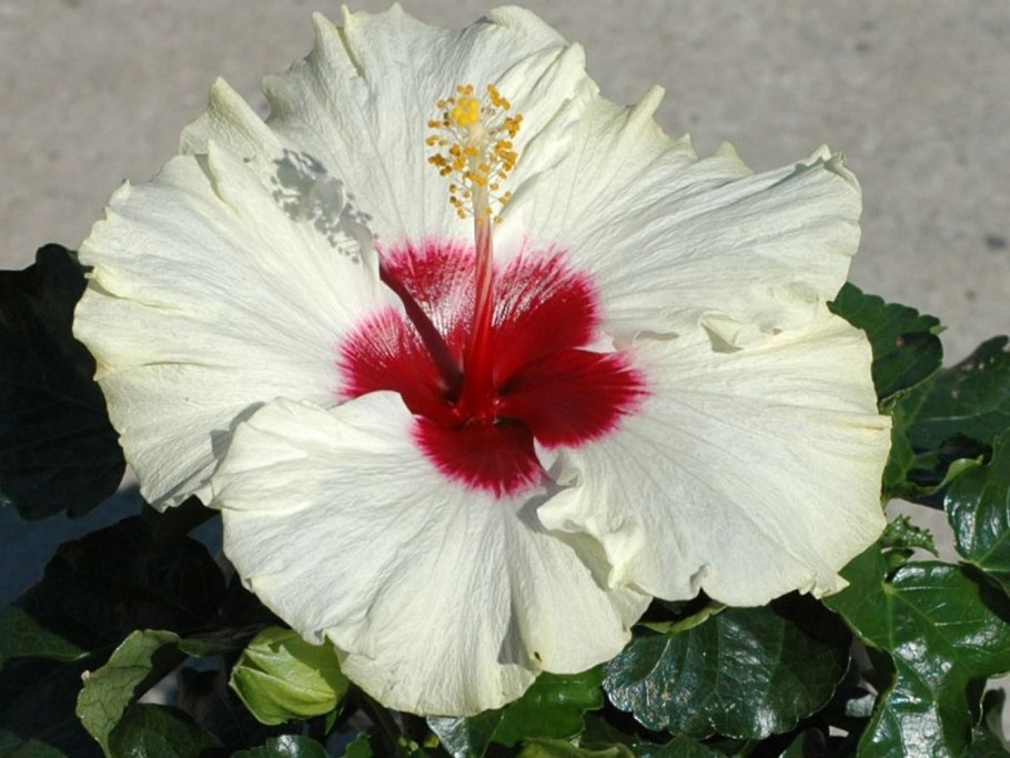 Гибискус Олд Уайт