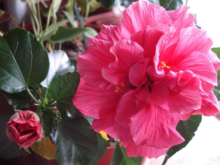 Гибискус Килиманджаро