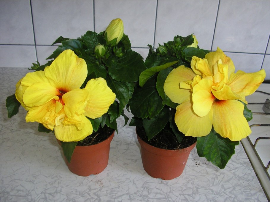 Гибискус Голден Фонтейн