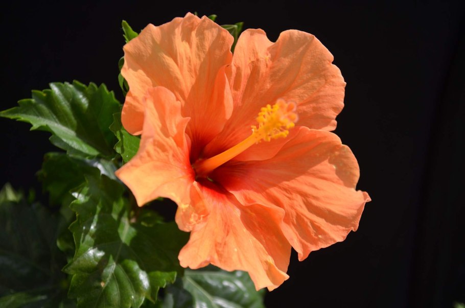 Гибискус мускусный