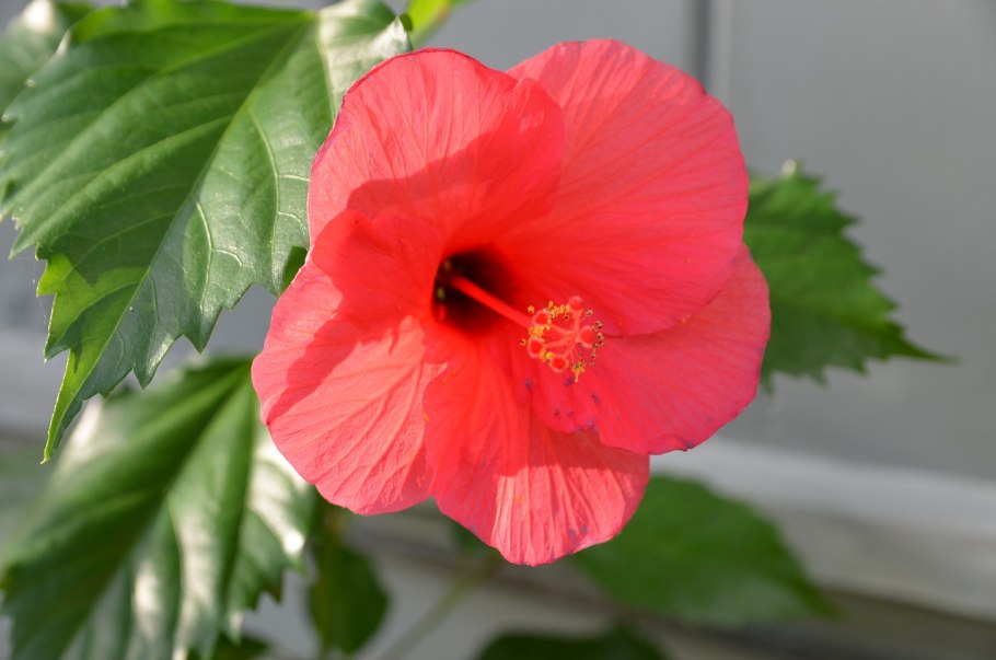 Гибискус красный колокол