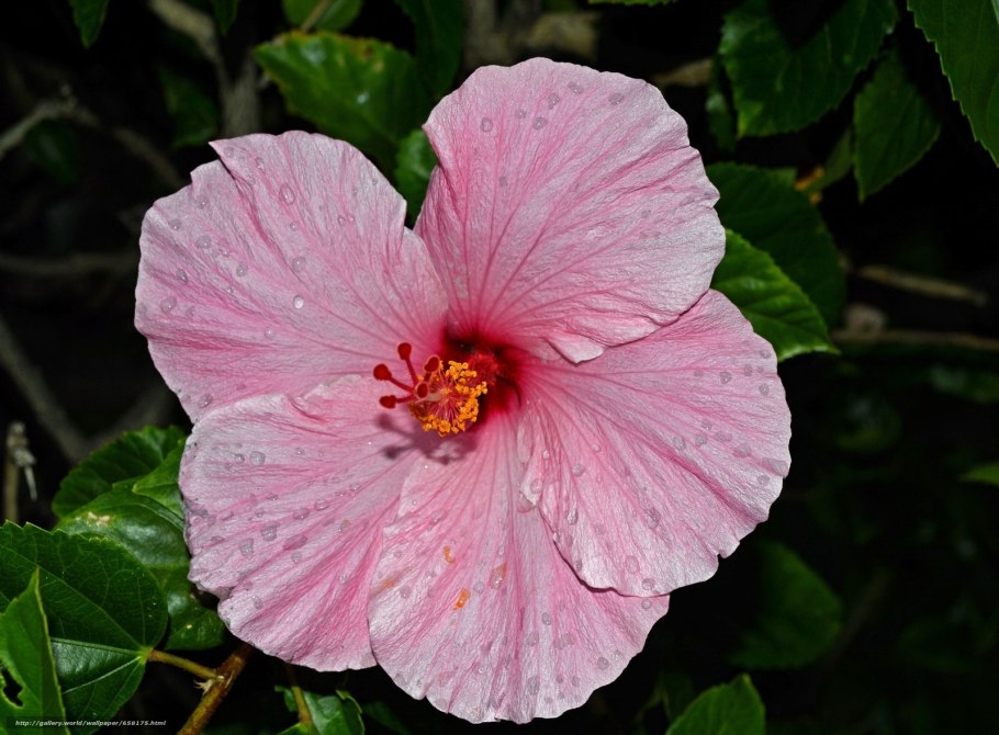 Гибискус Dainty White