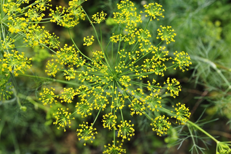 Фенхель. Foeniculum vulgare