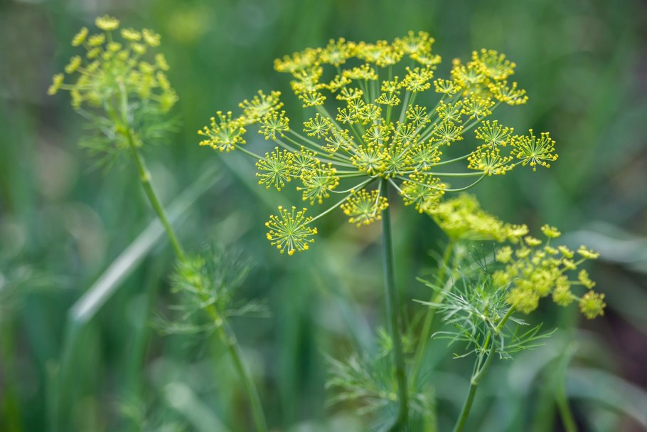 Dittrichia graveolens
