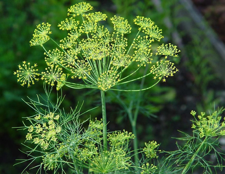 Укроп пахучий - Anethum graveolens