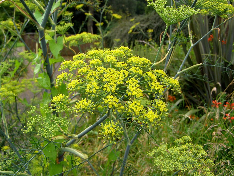 Фенхель. Foeniculum vulgare