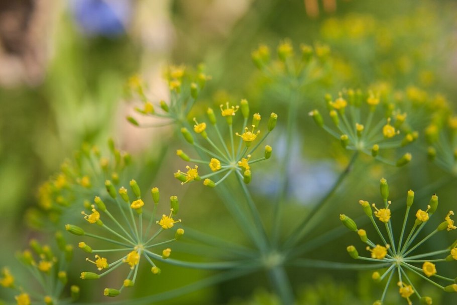 Фенхель. Foeniculum vulgare
