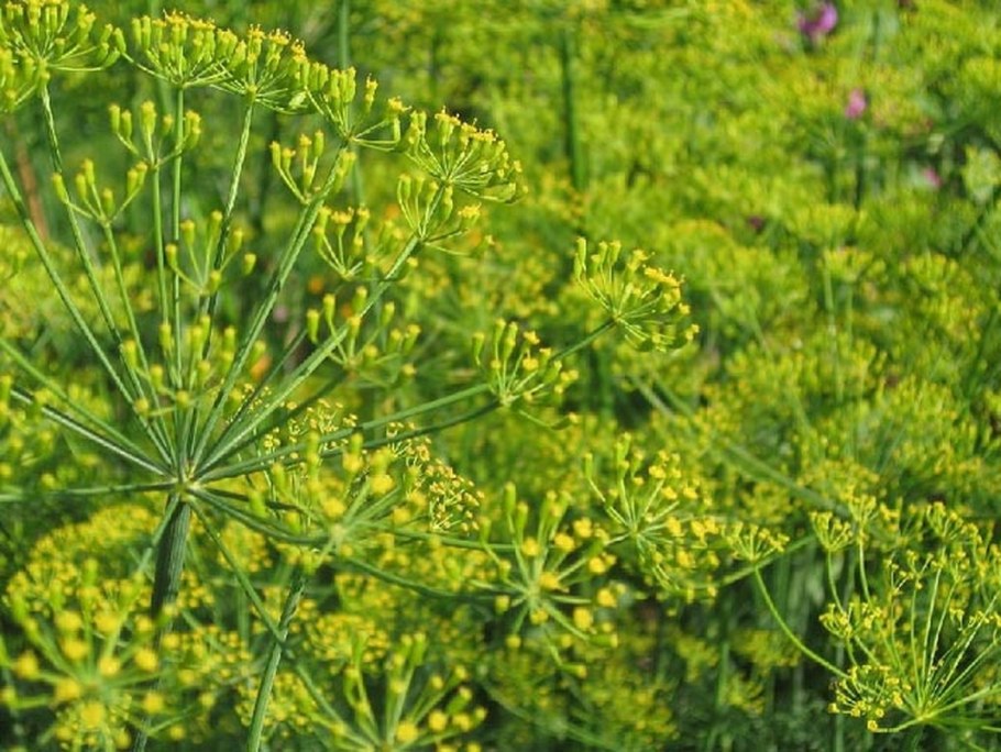 Фенхель (Foeniculum)