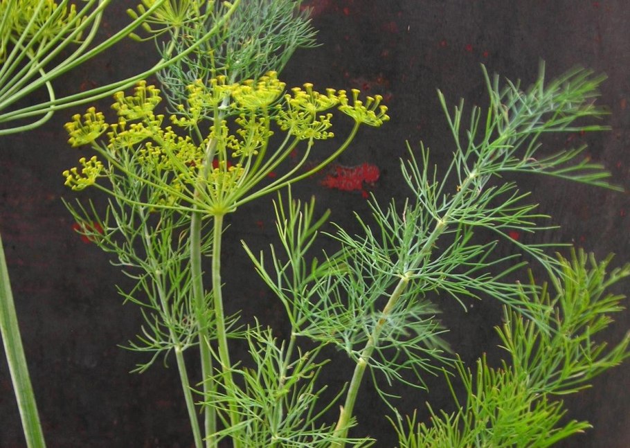 Фенхель. Foeniculum vulgare