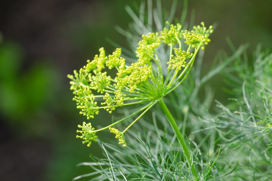 Фенхель обыкновенный Foeniculum vulgare