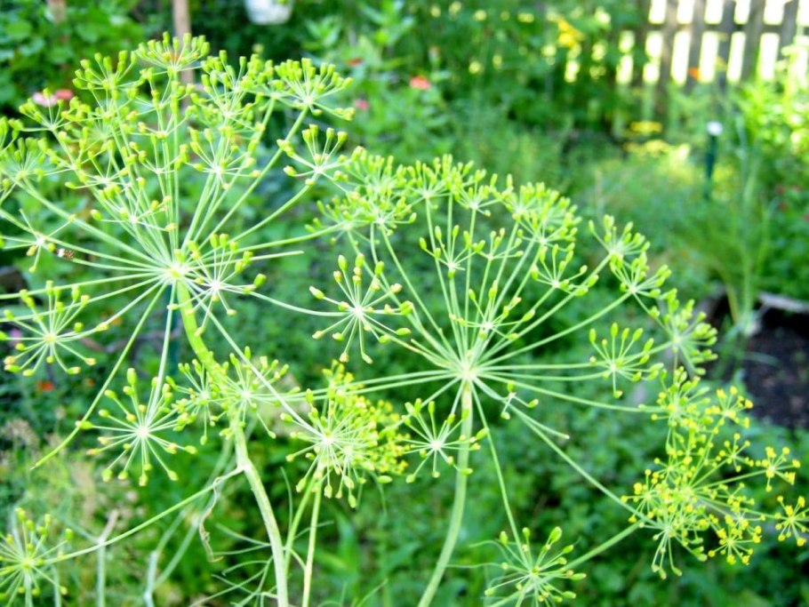 Foeniculum vulgare Water