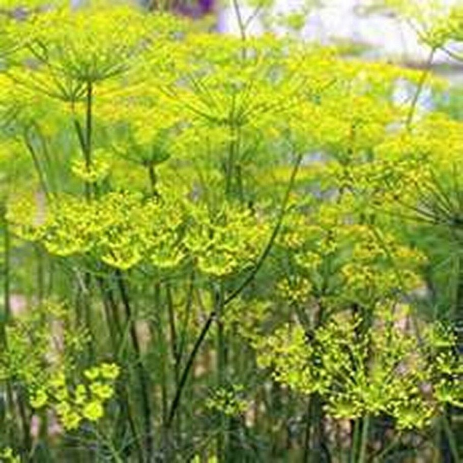 Anethum graveolens