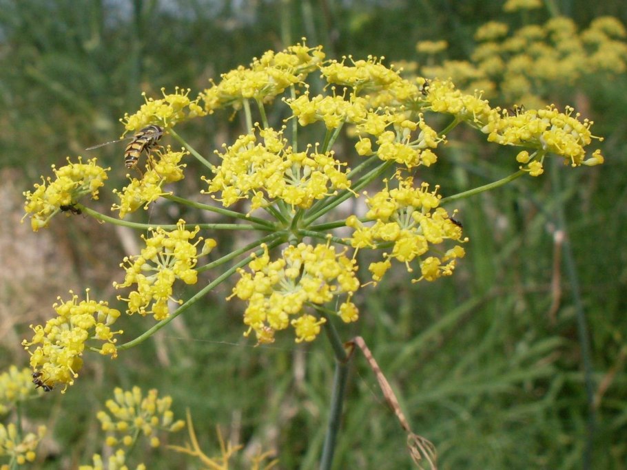 Anethum graveolens